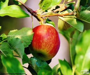 puzzel Apple in de boom