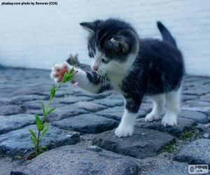 puzzel Kitten en plant
