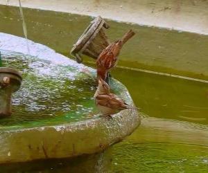 puzzel Kleine vogels spatten in een fontein