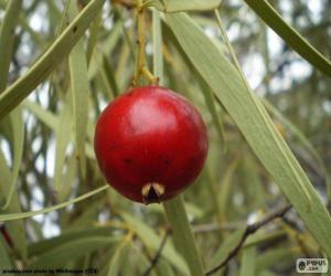 puzzel Quandong