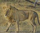 Leeuw een zoogdierdier inheems aan Afrika dat door zijn grote hoofd wordt gekenmerkt