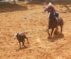 Cowboy op een paard en het vangen van een hoofd van vee met de lasso