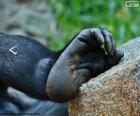 Een gorilla-voet