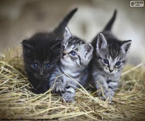 puzzel Schattige kittens