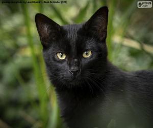 puzzel Zwart kattengezicht