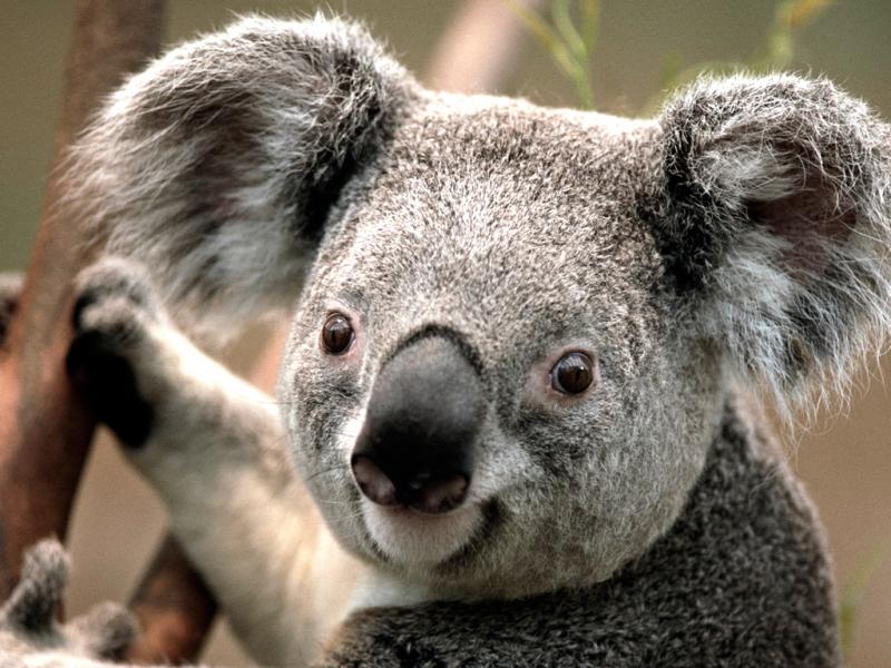 schattige KOALA puzzle